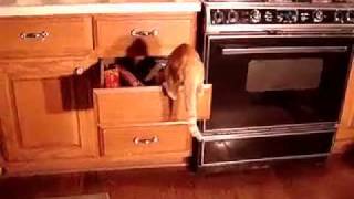 Ninja Kitten Opens drawers! New name, Double 00range!