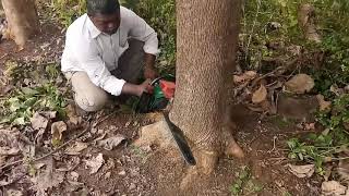 Teak wood tree cutting