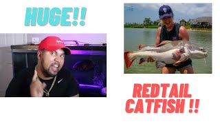 REDTAIL CATFISH : CARE GUIDE AND EATING VIDEO