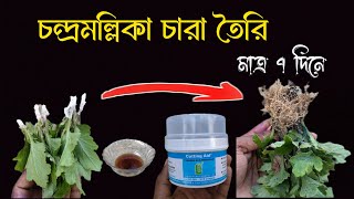 চন্দ্রমল্লিকা চারা তৈরি । chrysanthemum plant cuttings । Tapati Nursery