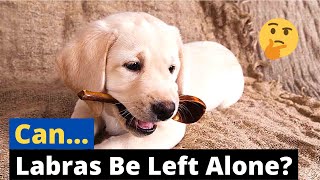 Can Labrador Retrievers Stay Home Alone?