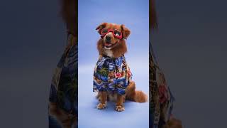 Cool Dog Vibes: Stylish Pup Rocks Sunglasses in #Shorts