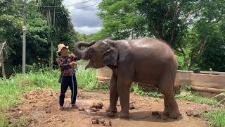 "Mahout & Elephant: Bathing, Feeding, and Playful Moments | Elephant Retreat Chiang Mai"