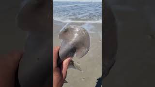 Bonnethead shark (Акула молот-рыба)