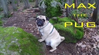 Pug into the Woods