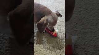 merks opening his Christmas presents  #dachshund #present