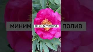 Малоуходный цветник #shorts #garden #сад #ландшафтныйдизайн