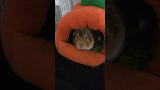 cute guinea pig being lazy #shortsvideo #animals