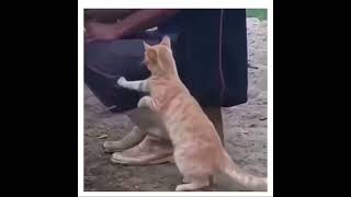 Digam me que este vídeo não è verdadeiro #gatos#cat#catlover#engraçado#comedia #comedyvideo#inscreva