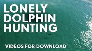 The Lonely Dolphin Hunting | Download Drone Video Ocean | #0392 01