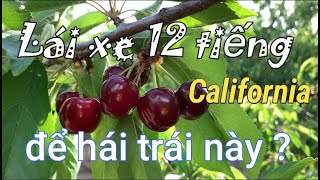 Cả nhà lái xe 12 tiếng đi California | Mùa  hái Cherry | Dung Võ Vàm Cỏ