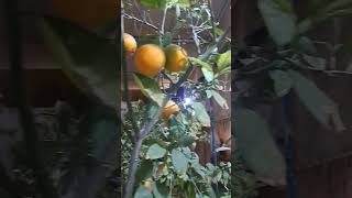 grape fruit #viralvideo #youtubeshorts