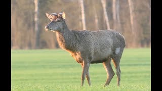 Red deers feeding in wildlife