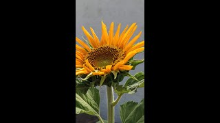 Summer Season Sunflower- Growing in the Desert- Day 55 4k60p (1080p60)