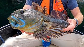 Fishing For Rock Cod In A Tiny Rowboat! Fish Fry Catch & Cook!