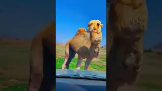 A very Angry Camel eat his car mirror