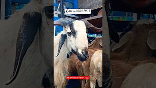 Retteri Market 10.08.2024| Big Size |Saturday |#2024 #goat #sheep #chennai #india  #shorts #reels