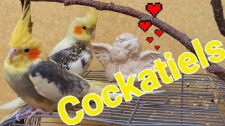 Family Cockatiels male and female #Корелла #СамецСамкаКорелла #СемьяКорелла #Cockatiel #CuteParrot