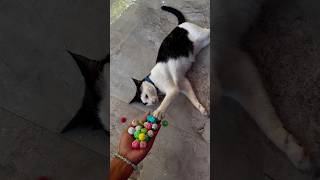 😻🌈Relaxing and enjoying asmr beads reverse video, Cat barsik asmr beads,asmr balls #cat #catlover