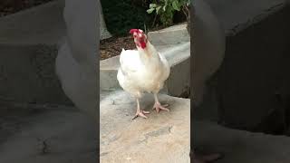 அட கொழுத்து போன கொப்பரை எங்கள பார்த்தா எப்படிடா தெரியுது 🐔🐓 #funny_chicken #kozhi_koothugal #funny🤣😂