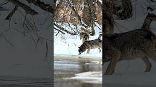 Wolves at the frozen lake #nature #shorts