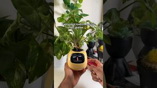 Every plant lovers need this smart planter #plants #nature #flowers r