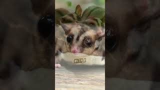 Sugar Gliders: Tiny, Adorable, and Full of Surprises!