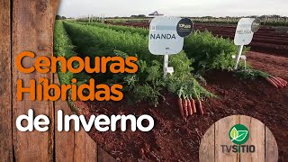 Variedade de cenouras para cultivo no inverno