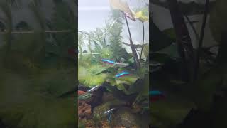 Cardinal Tetra and Zebrafish eating micro fish feed #cardinaltetra #zebrafish #aquarium