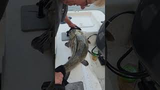 1st Time Fishing for Catfish 40 inches Flat Nose Neuse River North Carolina