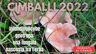 Infundibulicybe geotropa (cimballo, natalino, cardinale) - Funghi dicembre 2022