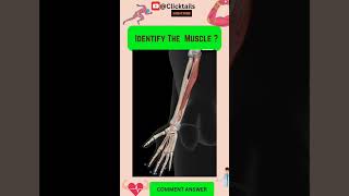 Identify the Muscle of upper limb quiz #anatomy #humananatomy #upperlimuscles