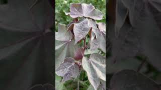 Cotton leaf color changed | Bacterial Disease