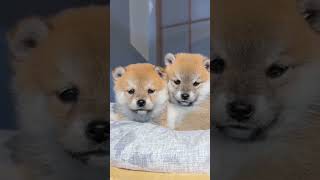 Shiba Brothers 🐶🐶 Adorable Moment #shorts