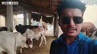 Rao Hamdan Cattle Farm Bhains Colony | Mini Cow Mandi