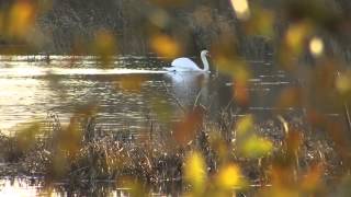 Sights & Sounds of the Prehistoric Marshes