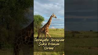 Fakta Jerapah Suka Minum Urine