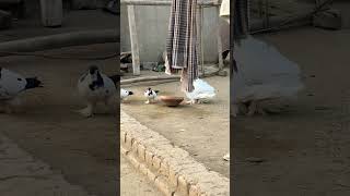 SUBHAN ALLAH🫶🏻khubsurat parinda😌❤️kabutar👌👌white bird🕊️🕊️MASHA ALLAH❤️❤️beautiful weather 👌