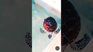 කැස්බෑ සංරක්ෂණ මධ්‍යස්ථානය අහුංගල්ල | Sea turtle hatchery center | Eranga Akash R |😎 Sri Lanka 🇱🇰