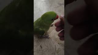 Mithu Parry hungry Parrot #parrot #parrotspeak #shortsvideo #viralvideo #1million