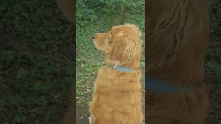 Golden Retriever bedroht 🐿️Eichhörnchen, ich weiß wo du wohnst..