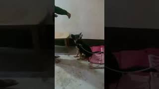 best slo-motion video of gsd puppy #jumpingvideo#gsdshorts#video#trendingshorts#viral#