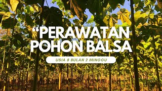 PERAWATAN POHON BALSA