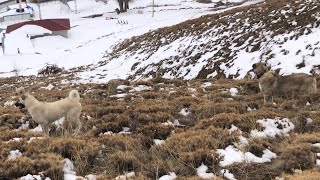 SULTANA MAŞALLAH HAVA GÜZEL KÖPEKLERLE BERABER KOYUNLARI OTARMAYA ÇIKTIM