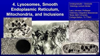 5. Lysosome Lecture