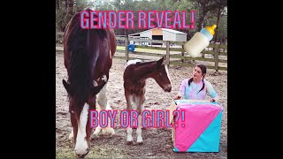 FOAL GENDER REVEAL!