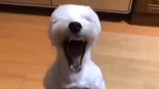 Gifs I Voiced Over [Animal Edition]