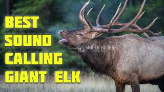 100% DEFINITELY COMING - MP3 SOUND CALLING GIANT ELK FOR HUNT