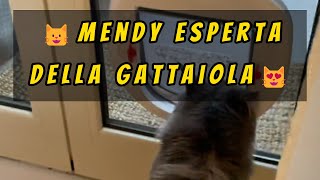 😺Mendy esperta della gattaiola😻