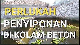 CARA BUDIDAYA IKAN GURAME DI KOLAM BETON || PERLUKAH PENYIPONAN DI KOLAM BETON